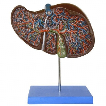 肝脏解剖