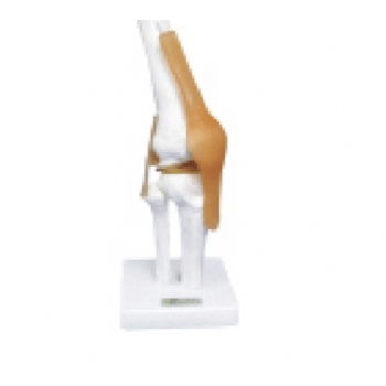 功能型附韧带膝关节模型