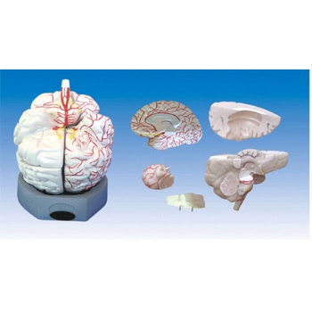 脑外形及右半侧脑血管模型