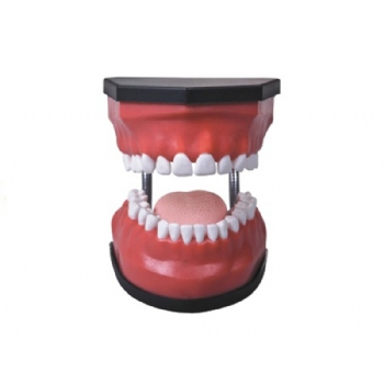 豪华型牙护理保健模型（32颗牙，可脱卸，放大5倍）
