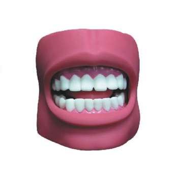 牙护理保健模型（带脸颊)(自然大）