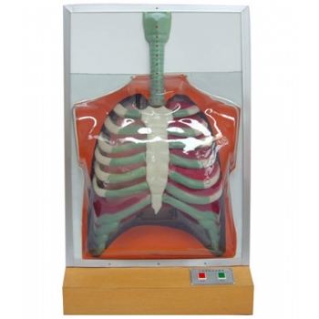 人体呼吸运动电动模型 电动呼吸系统模型