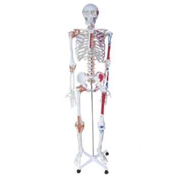 人体骨骼半边肌肉着色附韧带模型（不锈钢支架）