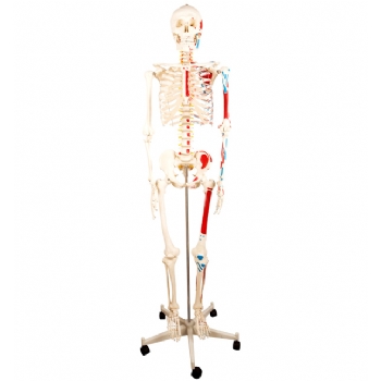 人体骨骼附半边肌肉着色模型（不锈钢支架）