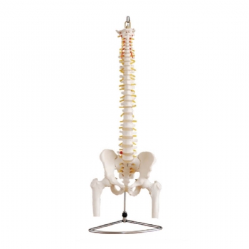 人体脊椎带骨盆附半腿骨模型（不可弯曲）