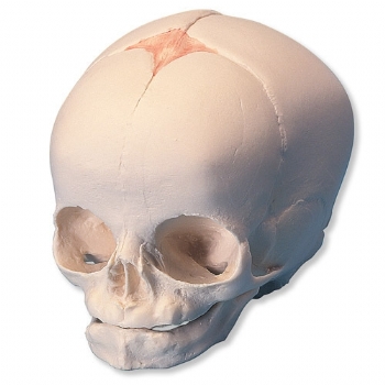 胎儿头骨模型