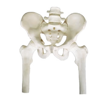 骨盆带二节腰椎附半腿骨模型