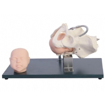 带有胎儿头的骨盆模型【JDF23】新品
