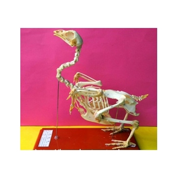 鸡全身骨骼模型