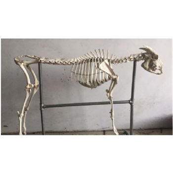 羊全身骨骼模型 新功能