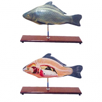 鱼解剖模型__正品动物解剖模型