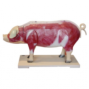 猪解剖模型—动物最新解剖的模型
