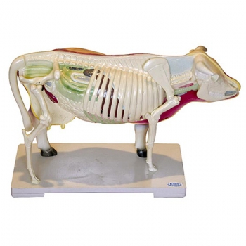 新品牛骨骼模型说明