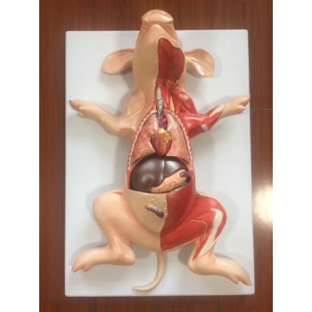老鼠解剖模型