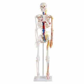 人体骨骼带心脏与血管模型