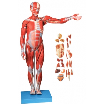 人体全身肌肉附内脏模型
