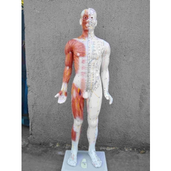 85cm人体针灸模型(半肌肉）（中英代）