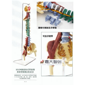 85CM高级人体半腿脊椎