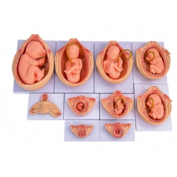 妊娠胚胎发育模型  10件套
